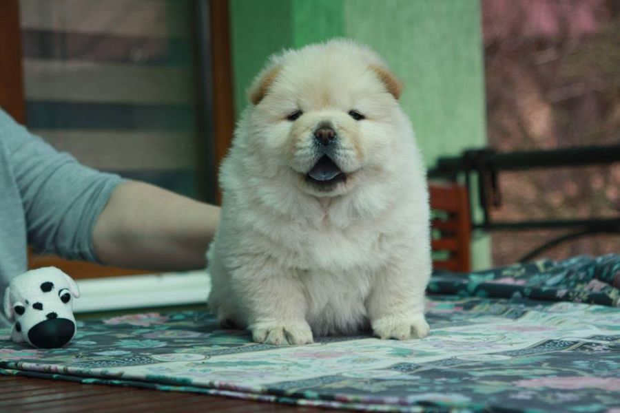 Chow Chow Welpen zu verkaufen