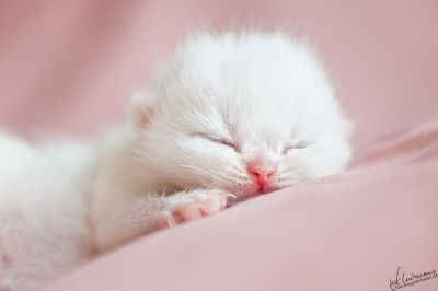 Briten Kinder stellen sich vor... 