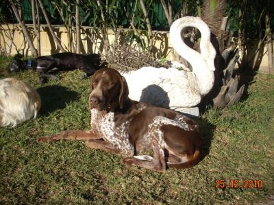 Tom – Senor „Familienhund“ bittet artig um liebevolle Kuschelcouch!