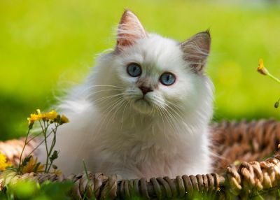 Zauberhaftes Highlander Baby sucht...   