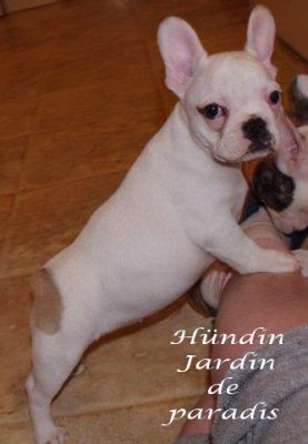 Freiatmende gesunde kleine Französische Bulldoggen Welpen mit Papieren