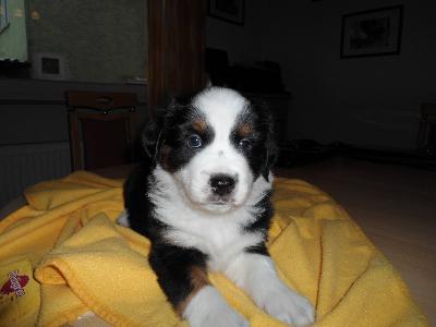Australian Shepherd Welpen mit Papieren