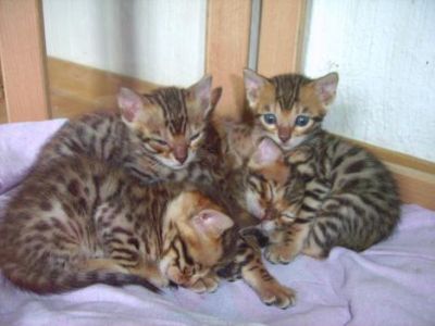 Bengalkitten