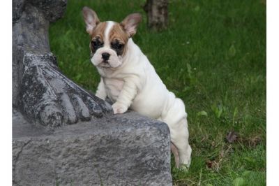 Tolle franz. Bulldoggen-Welpen