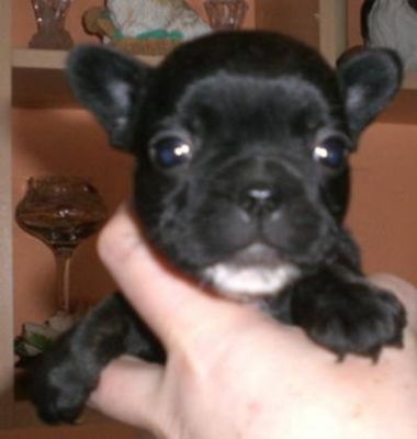reinrassige französische Bulldoggen Welpen