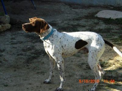 Sheriff – Noblesse und Anhänglichkeit in traumhafter „Jacke“!