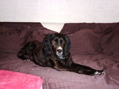 Sita – Super schöne, super anhängliche Kandidatin für die Familiencouch!