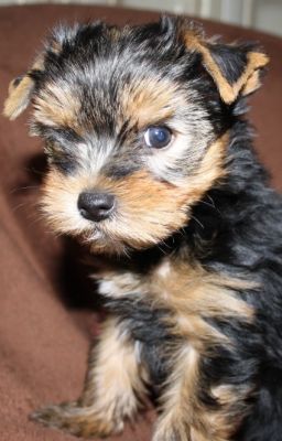 Yorkshire Terrier Welpen,VDH/FCI