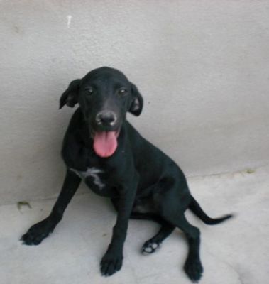 Puppo – Goldige Welpenpower fertig für die Reise ins Glück!