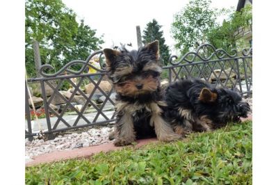 sehr sÃ¼ÃŸe Yorkshire Terrier Welpen