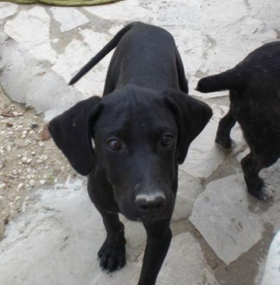 Puppo – Goldige Welpenpower fertig für die Reise ins Glück!