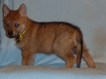 Tscechoslovakische Wolfshund