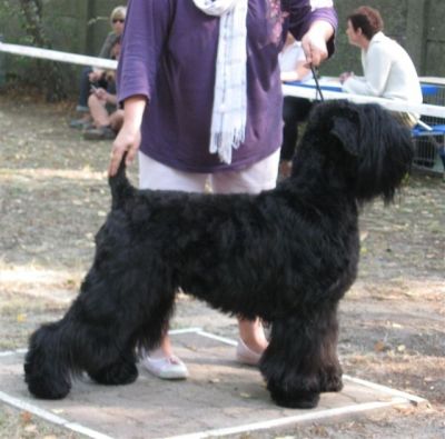 Welpen Schwarze Terrier