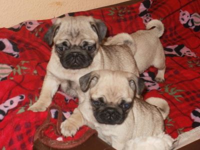 Reinrassige wuderschöne mops-welpen