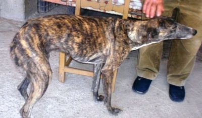 Morena – Sanfte und bildschöne Galga Grazie hofft auf Liebe!