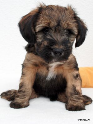 3 Tibet Terrier Welpen