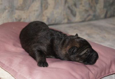 DSH Welpen Unkas vom Riedschlurgi / Warina von der Burg Haidstein