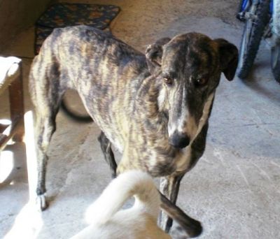 Morena – Sanfte und bildschöne Galga Grazie hofft auf Liebe!