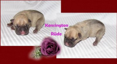 Französische Bulldoggen aus guten Linien