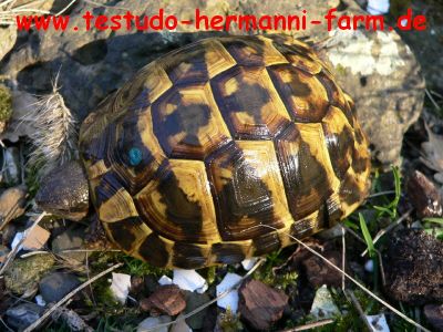 Italienische Landschildkröten Testudo hermanni hermanni Nachzucht 2010/11