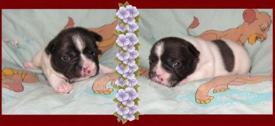 Französische Bulldoggen Puppies