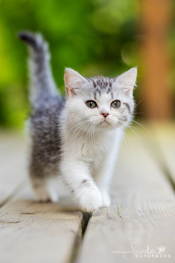 Tapsige Welteroberer suchen...   