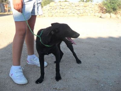 Charlie – Kinderfreundlicher „Man in Black“ im Familien Suchmodus!