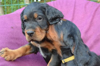 Gordon Setter Welpen