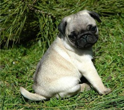 fantastisch und gut ausgebildete Mops Welpen
