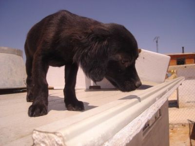 Toya Toy – Bildhübsche, zarte Mademoiselle freut sich auf ihre Familie!