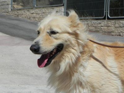 Gero – Wundervoller Goldi-Charakter mit großem Herz sucht SEINE Familie!