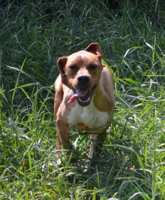 Pointer Hündin