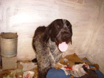 Forte – Noblesse, Loyalität und Schönheit bitten um Couch für’s Leben!