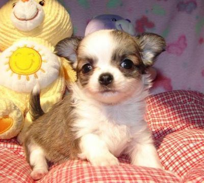 Supersüsse reinrassige Chihuahua Welpen !!