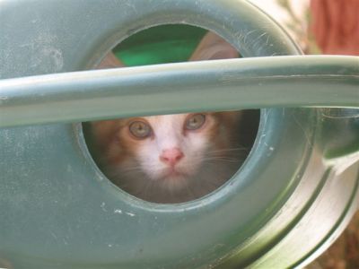 Maine Coon Jungkater