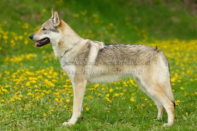 Tschechoslowakische Wolfshudwelpen mi FCI Papieren