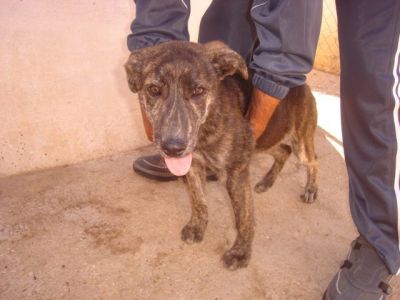 Chispita – Optisch außergewöhnliche Hyänen-Welpen-Lady mit Traumcharakter!