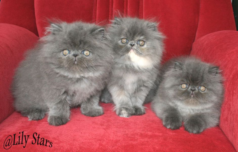 Süsse Perserkitten