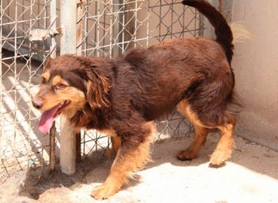 Tomy – Hübscher, fröhlicher Herzensbrecher im Anflug auf Familie !