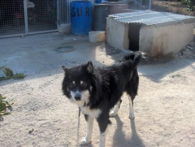 Husk – Echter Fellkumpel mit riesen großem Herz!