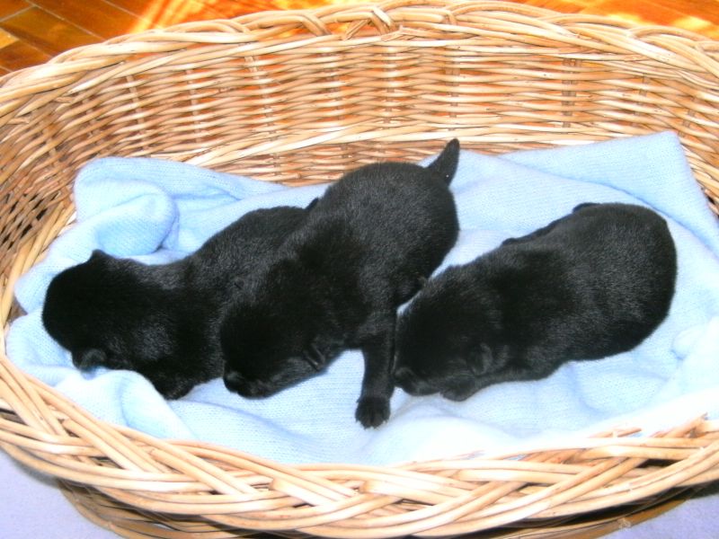 Schipperke welpen zu verkaufen !