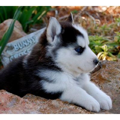 Wunderschöne reinrassige Siberian Husky Welpen