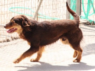 Tomy – Hübscher, fröhlicher Herzensbrecher im Anflug auf Familie !