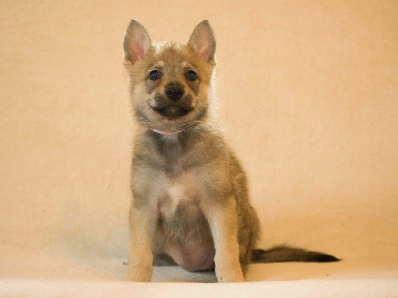 Tschechoslowakische Wolfshund, FCI