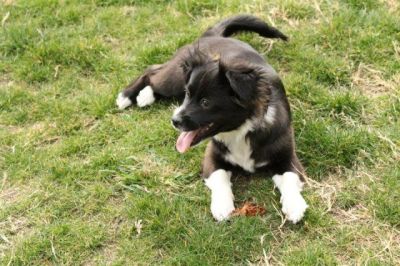 Pebbles – Fräulein „Achtung, hier komm ich“!