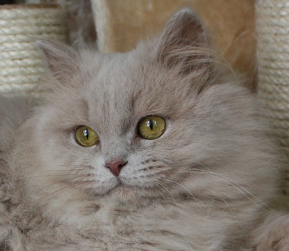 Britisch Langhaar Katerchen in fawn