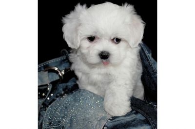  wunderschöner kleiner Malteserwelpe VDH