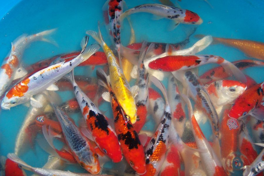 Koi Angebote, Teichmuscheln, Edelkrebse vom Koi-Center Schafflund