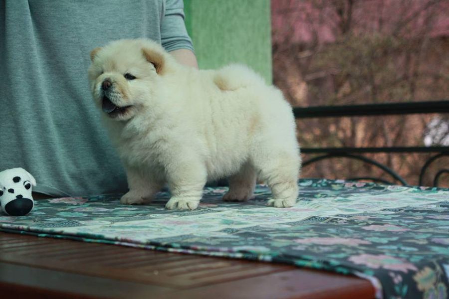 Chow Chow Welpen zu verkaufen