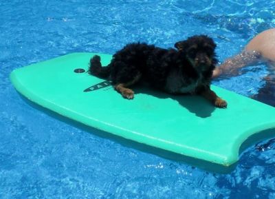 Chanel – Entzückende Kämpfer- und Frohnatur auf 3 Beinchen sucht IHRE Couch!